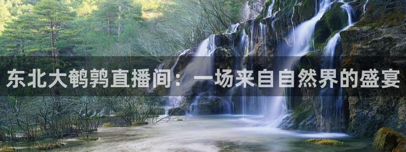 玩球直播免费高清在线：东北大鹌鹑直播间：一场来自自然界的盛宴